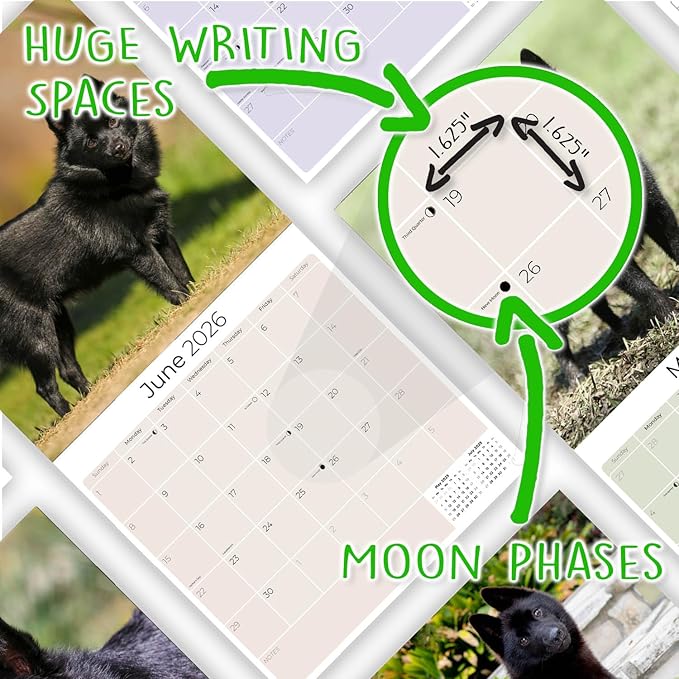 Schipperke Calendar 2026 by MegaCalendars – Monthly Dog Breed Wall Calendar, Made in USA
