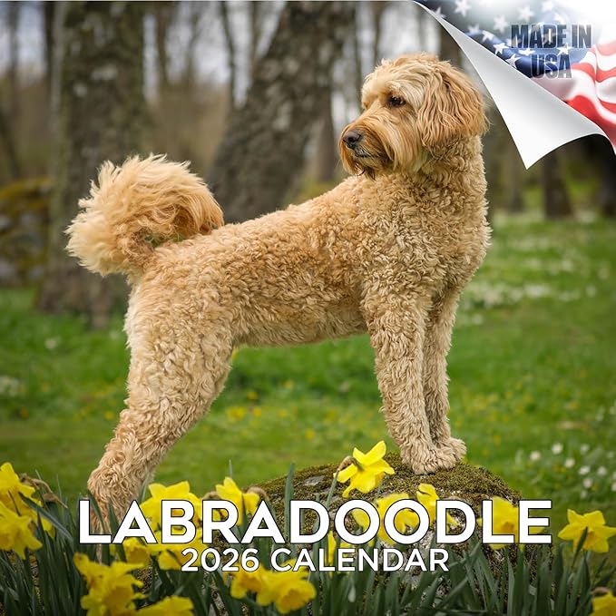 Labradoodle Calendar 2026 by MegaCalendars – Monthly Dog Breed Wall Calendar, Made in USA