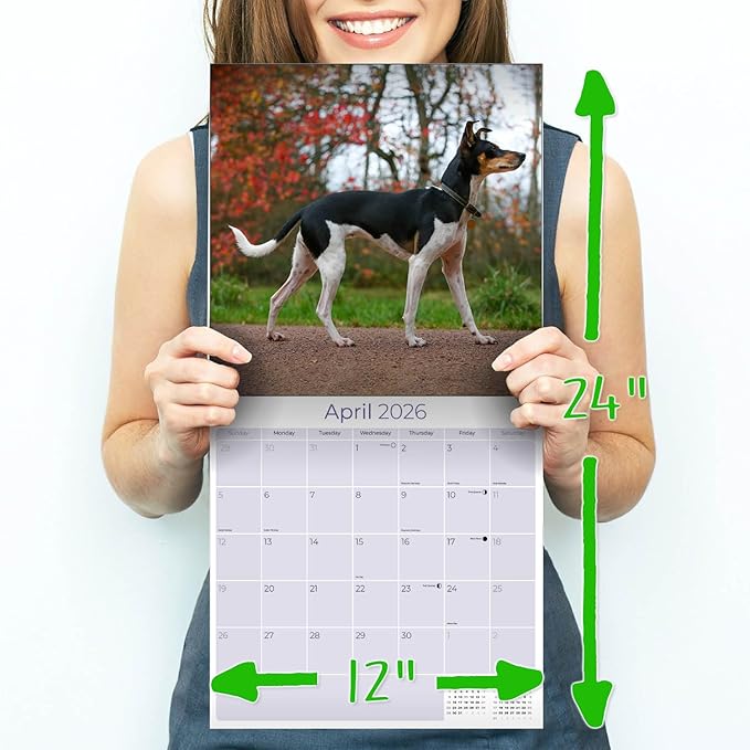 Rat Terrier Calendar 2026 by MegaCalendars – Monthly Dog Breed Wall Calendar, Made in USA