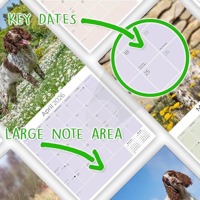 English Springer EU Calendar 2026 by MegaCalendars – Monthly Dog Breed Wall Calendar, Made in USA