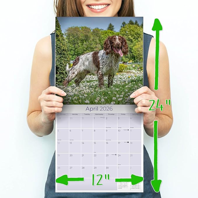 English Springer EU Calendar 2026 by MegaCalendars – Monthly Dog Breed Wall Calendar, Made in USA