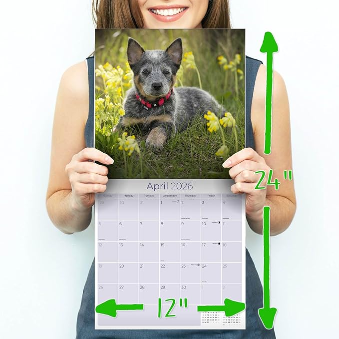 Australian Cattle Dog Calendar 2026 – 16-Month Dog Breed Wall Calendar by MegaCalendars – Large Daily Blocks, Thick No-Bleed Paper, Made in USA