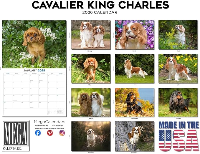 2025 2026 Cavalier King Charles Calendar - Dog Breed Monthly Wall Calendar - 12" x 18" Open - Thick No-Bleed Paper - Giftable - Academic Teacher's Planner Calendar Organizing & Planning - Made in USA