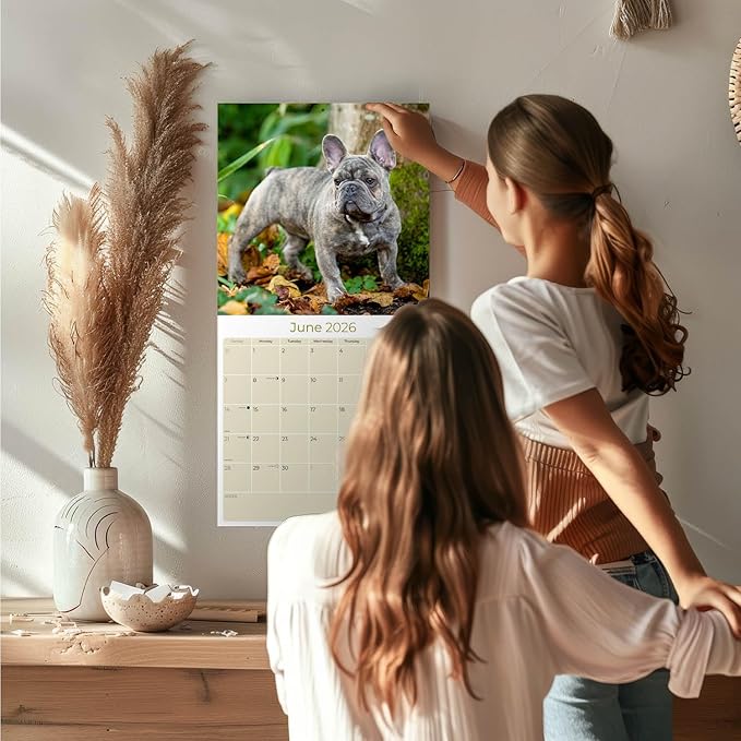 French Bulldog Calendar 2026 – 16-Month Dog Breed Wall Calendar by MegaCalendars – Large Daily Blocks, Thick No-Bleed Paper, Made in USA
