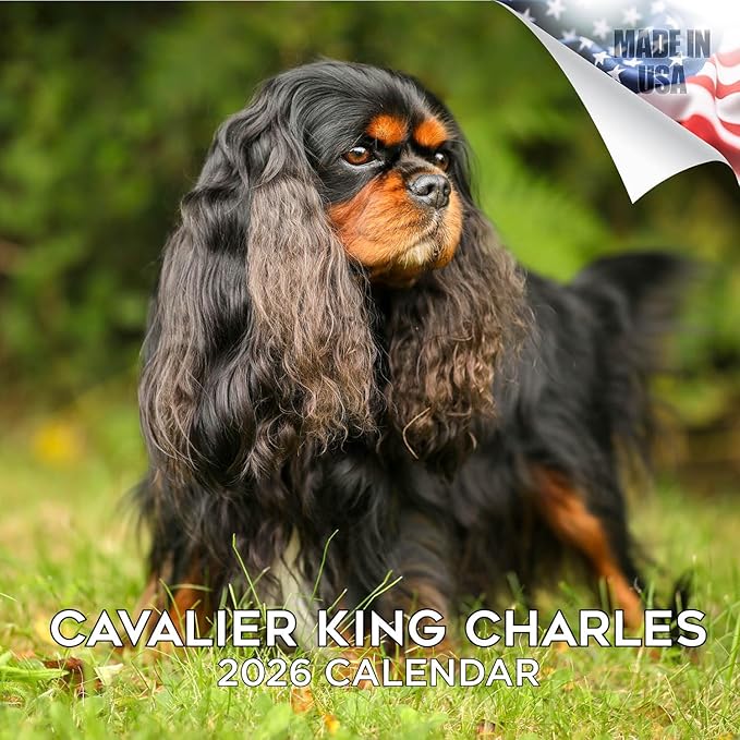 Cavalier King Charles Calendar 2026 by MegaCalendars – Monthly Dog Breed Wall Calendar, Made in USA