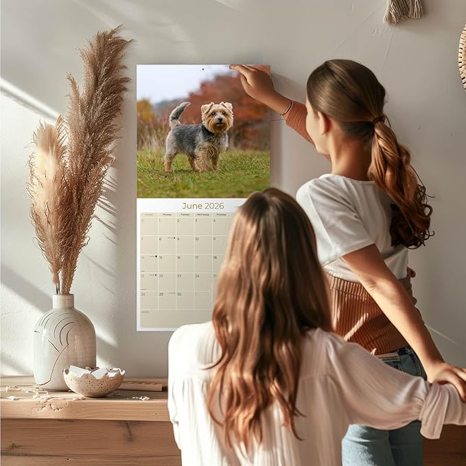 2025 2026 Norfolk/Norwich Calendar - Dog Breed Monthly Wall Calendar - 12" x 24" Open - Thick No-Bleed Paper - Giftable - Academic Teacher's Planner Calendar Organizing & Planning - Made in USA