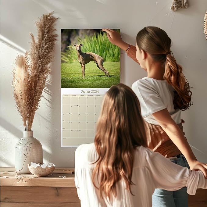 Italian Greyhound Calendar 2026 by MegaCalendars – Monthly Dog Breed Wall Calendar, Made in USA