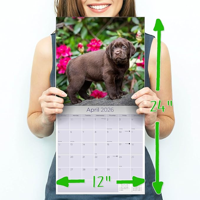Chocolate Labrador Calendar 2026 by MegaCalendars – Monthly Dog Breed Wall Calendar, Made in USA