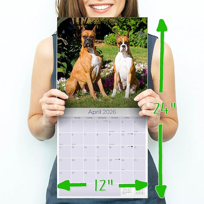 Boxer Calendar 2026 by MegaCalendars – Monthly Dog Breed Wall Calendar, Made in USA