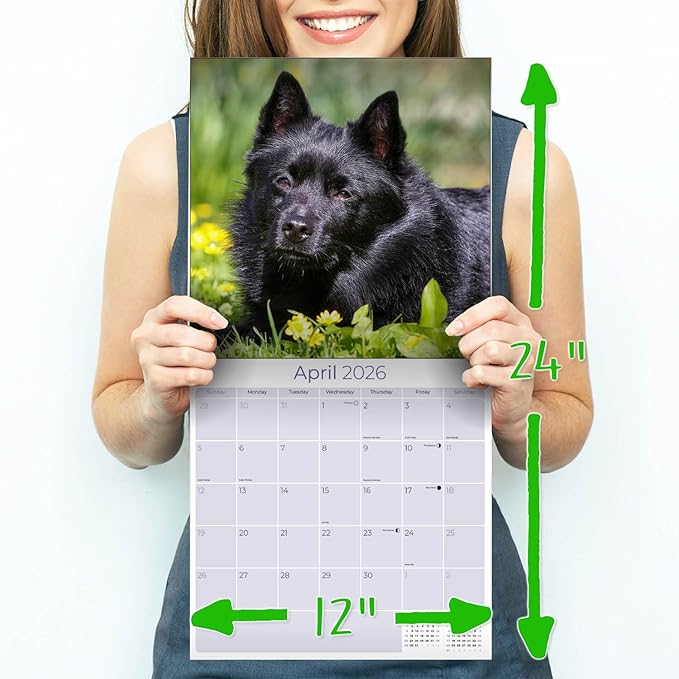 Schipperke Calendar 2026 by MegaCalendars – Monthly Dog Breed Wall Calendar, Made in USA