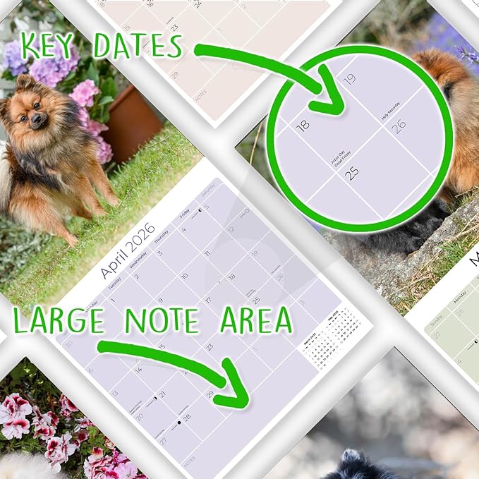 Pomeranian Calendar 2026 – 16-Month Dog Breed Wall Calendar by MegaCalendars – Large Daily Blocks, Thick No-Bleed Paper, Made in USA