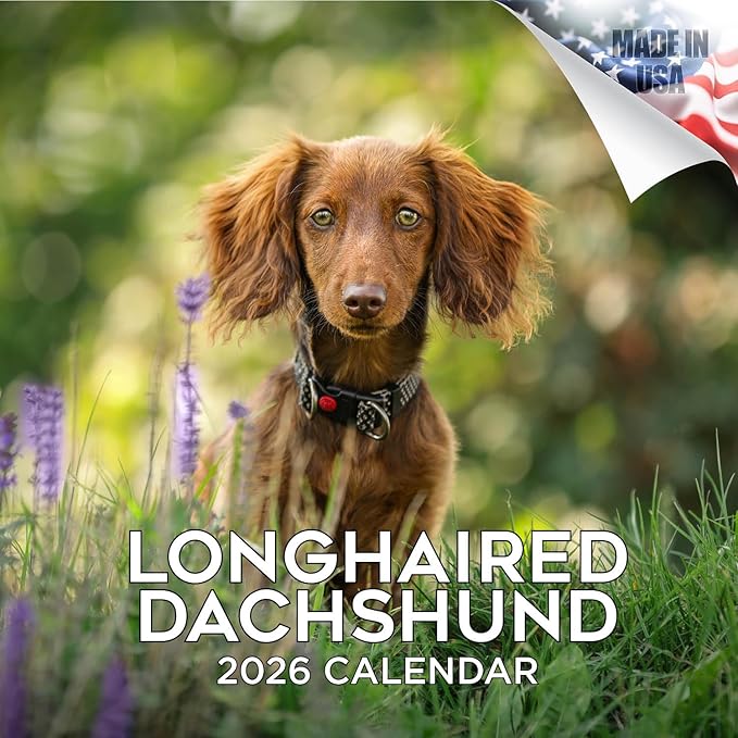 Longhaired Dachshund Calendar 2026 – 16-Month Dog Breed Wall Calendar by MegaCalendars – Large Daily Blocks, Thick No-Bleed Paper, Made in USA