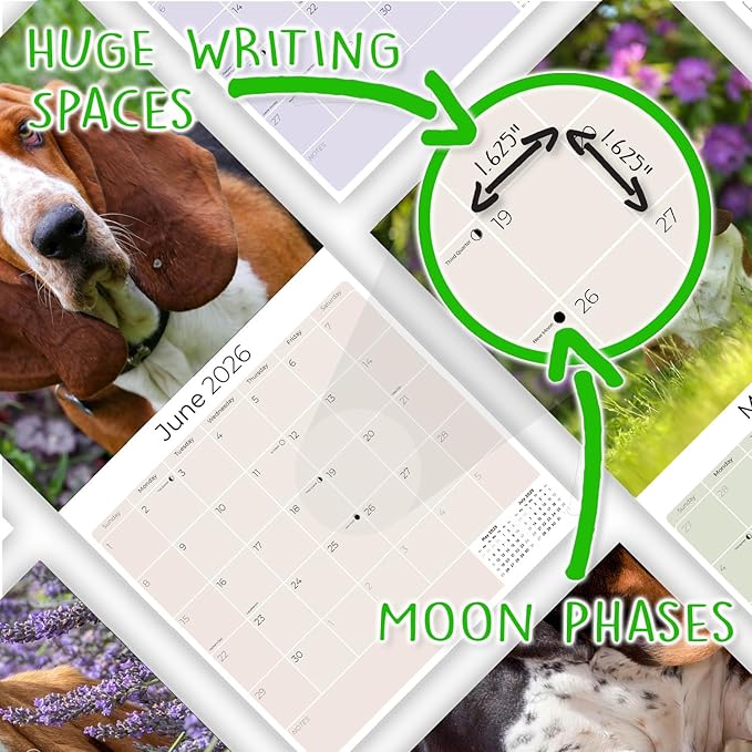 Basset Hound Calendar 2026 – 16-Month Dog Breed Wall Calendar by MegaCalendars – Large Daily Blocks, Thick No-Bleed Paper, Made in USA