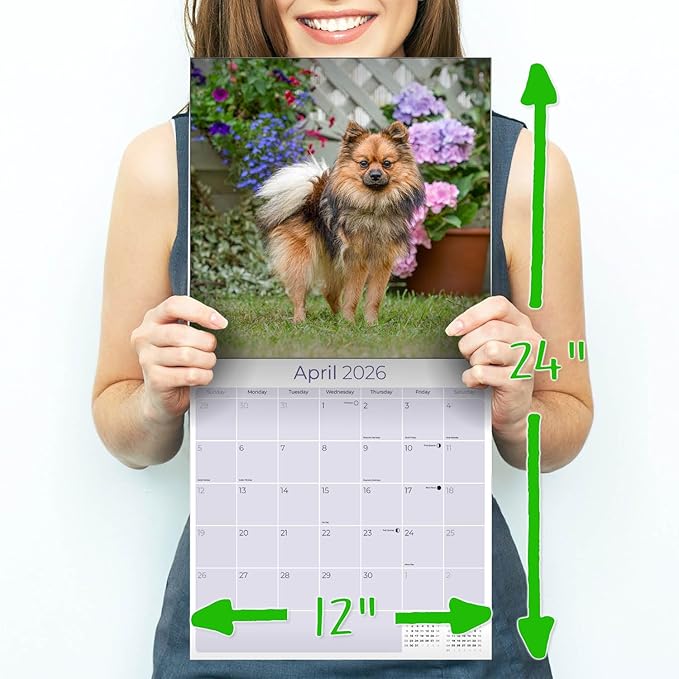 Pomeranian Calendar 2026 – 16-Month Dog Breed Wall Calendar by MegaCalendars – Large Daily Blocks, Thick No-Bleed Paper, Made in USA