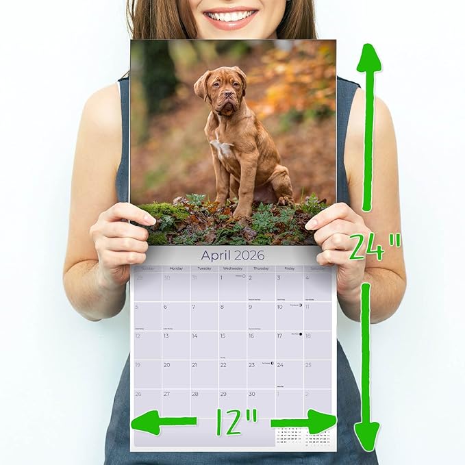 Dogue De Bordeaux Calendar 2026 by MegaCalendars – Monthly Dog Breed Wall Calendar, Made in USA