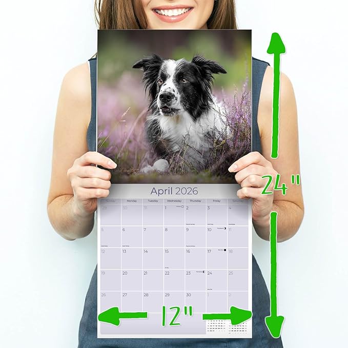 Border Collie Calendar 2026 by MegaCalendars – Monthly Dog Breed Wall Calendar, Made in USA