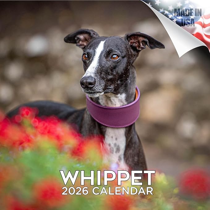 Whippet Calendar 2026 by MegaCalendars – Monthly Dog Breed Wall Calendar, Made in USA
