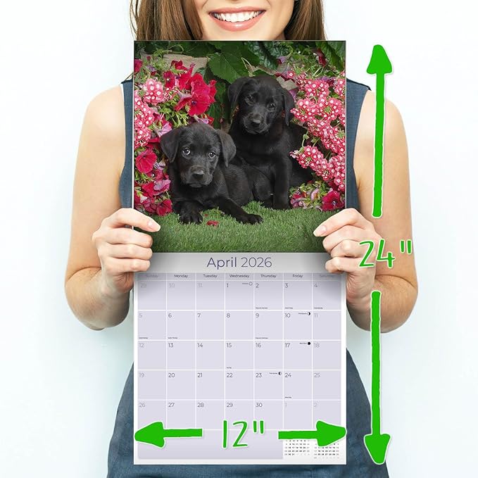 Labrador Pups Black Calendar 2026 by MegaCalendars – Monthly Dog Breed Wall Calendar, Made in USA