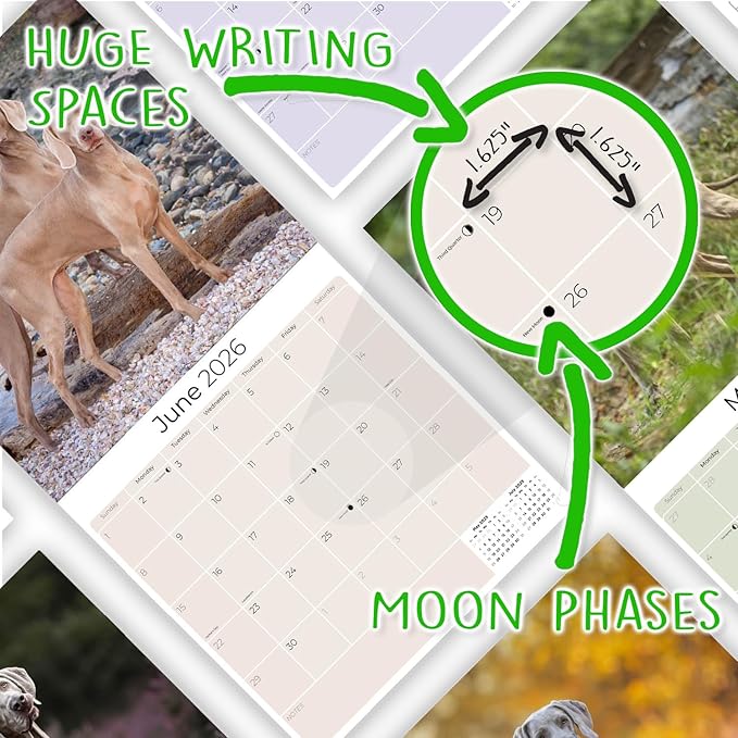 Weimaraner Calendar 2026 – 16-Month Dog Breed Wall Calendar by MegaCalendars – Large Daily Blocks, Thick No-Bleed Paper, Made in USA