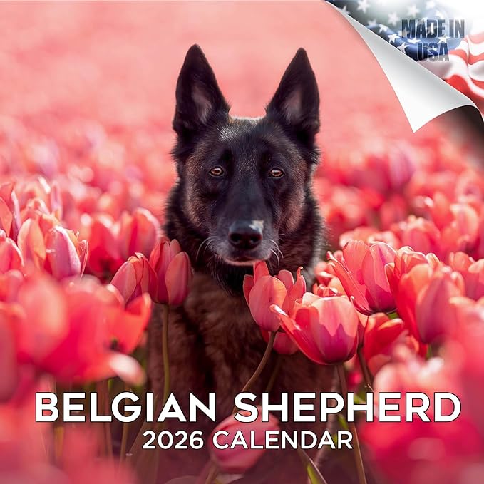 Belgian Shepherd Calendar 2026 by MegaCalendars – Monthly Dog Breed Wall Calendar, Made in USA