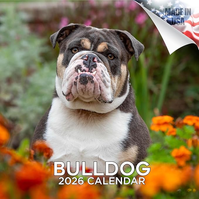 Bulldog Calendar 2026 by MegaCalendars – Monthly Dog Breed Wall Calendar, Made in USA