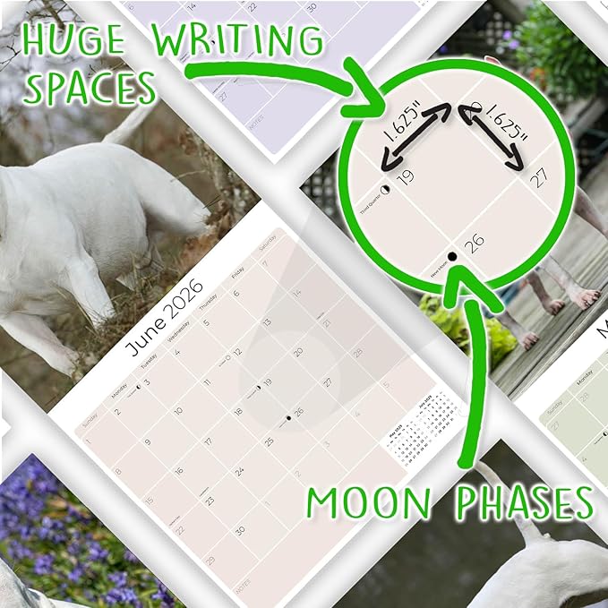 Bull Terrier Calendar 2026 by MegaCalendars – Monthly Dog Breed Wall Calendar, Made in USA