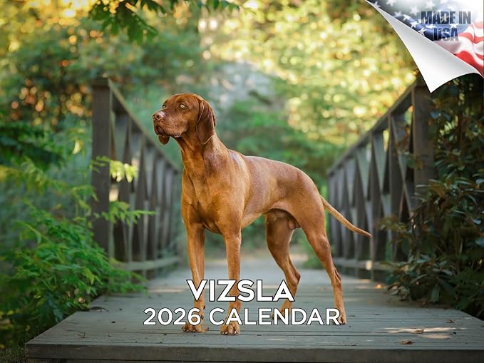 2025 2026 Vizsla Calendar - Dog Breed Monthly Wall Calendar - 12" x 18" Open - Thick No-Bleed Paper - Giftable - Academic Teacher's Planner Calendar Organizing & Planning - Made in USA
