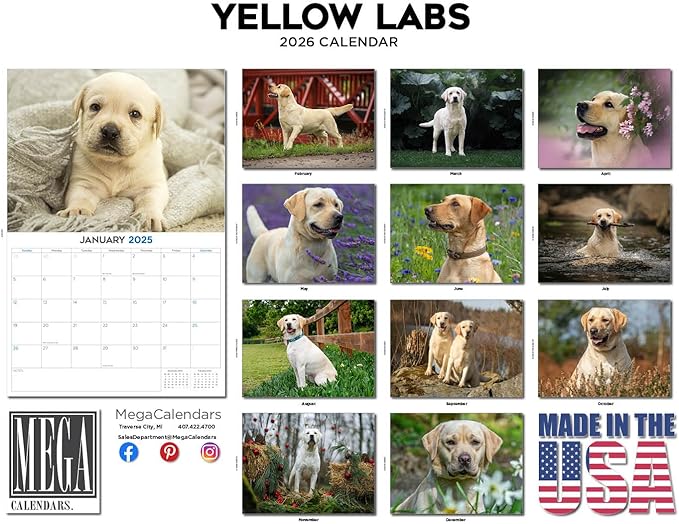 2025 2026 Labrador Yellow Calendar - Dog Breed Monthly Wall Calendar - 12" x 18" Open - Thick No-Bleed Paper - Giftable - Academic Teacher's Planner Calendar Organizing & Planning - Made in USA