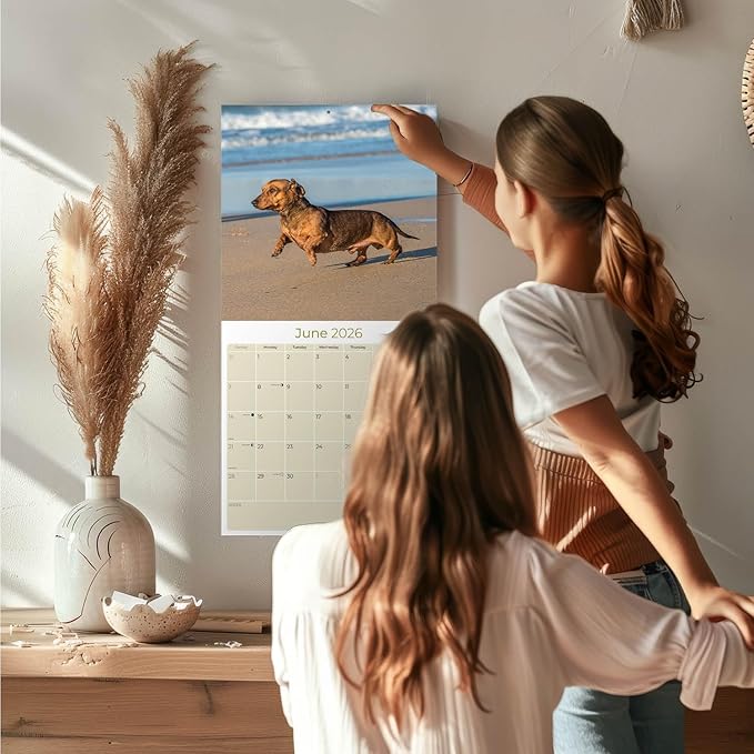 Dachshund Calendar 2026 by MegaCalendars – Monthly Dog Breed Wall Calendar, Made in USA