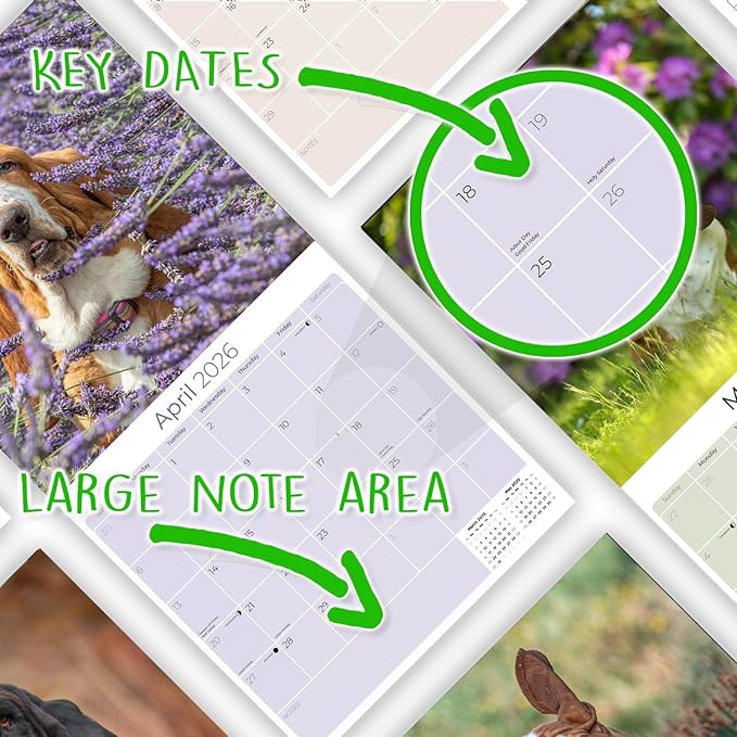Basset Hound Calendar 2026 – 16-Month Dog Breed Wall Calendar by MegaCalendars – Large Daily Blocks, Thick No-Bleed Paper, Made in USA