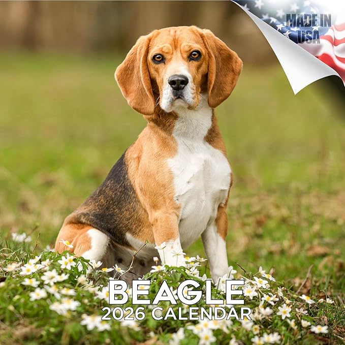 Beagle Calendar 2026 by MegaCalendars – Monthly Dog Breed Wall Calendar, Made in USA