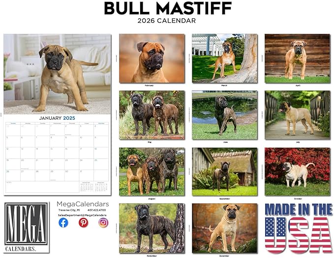 2025 2026 Bull Mastiff Calendar - Dog Breed Monthly Wall Calendar - 12" x 18" Open - Thick No-Bleed Paper - Giftable - Academic Teacher's Planner Calendar Organizing & Planning - Made in USA
