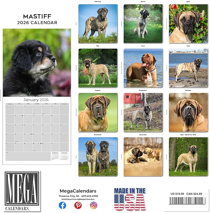 Mastiff Calendar 2026 by MegaCalendars – Monthly Dog Breed Wall Calendar, Made in USA
