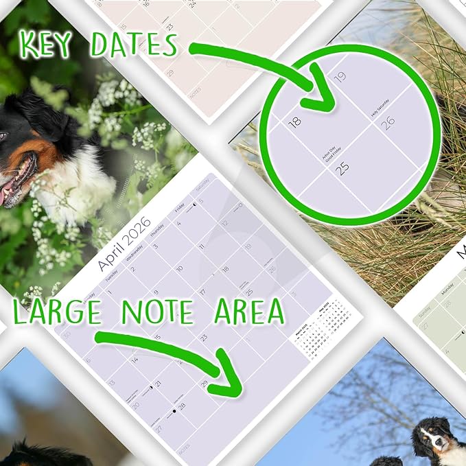 Bernese Mountain Dog Calendar 2026 – 16-Month Dog Breed Wall Calendar by MegaCalendars – Large Daily Blocks, Thick No-Bleed Paper, Made in USA