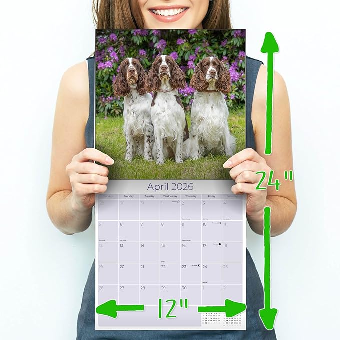 English Springer US Calendar 2026 by MegaCalendars – Monthly Dog Breed Wall Calendar, Made in USA