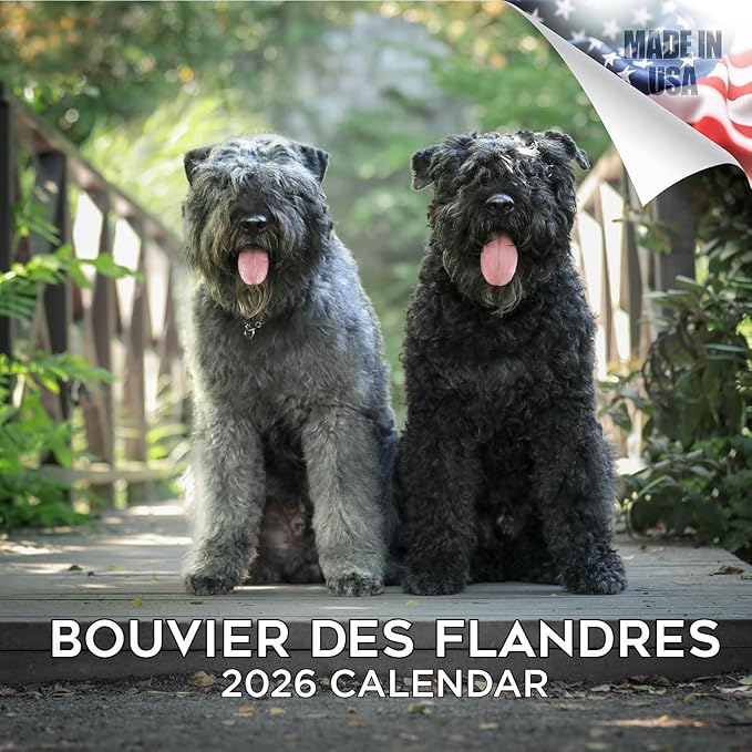 Bouvier Des Flandres Calendar 2026 by MegaCalendars – Monthly Dog Breed Wall Calendar, Made in USA