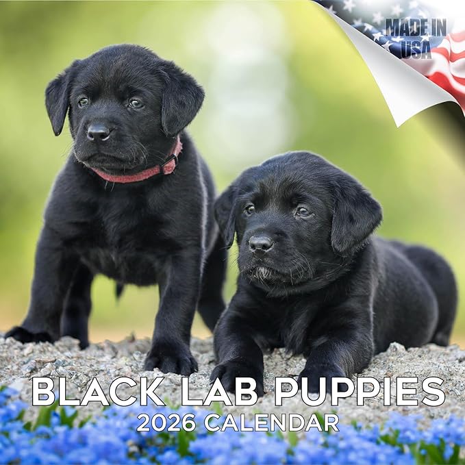Labrador Pups Black Calendar 2026 by MegaCalendars – Monthly Dog Breed Wall Calendar, Made in USA
