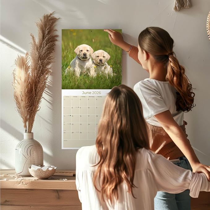 Labrador Pups Yellow Calendar 2026 by MegaCalendars – Monthly Dog Breed Wall Calendar, Made in USA