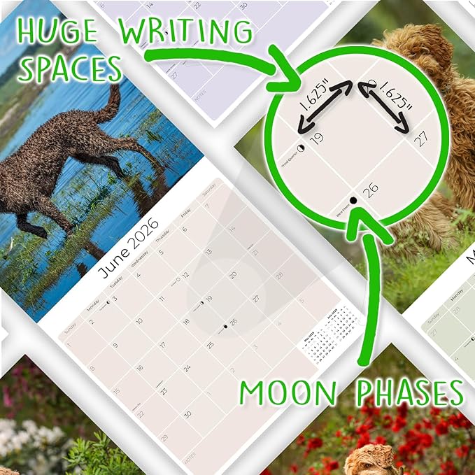 Labradoodle Calendar 2026 by MegaCalendars – Monthly Dog Breed Wall Calendar, Made in USA