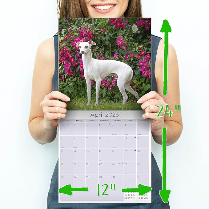 Italian Greyhound Calendar 2026 by MegaCalendars – Monthly Dog Breed Wall Calendar, Made in USA
