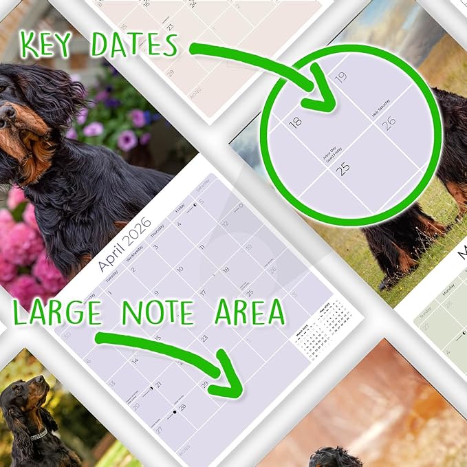 Gordon Setter Calendar 2026 by MegaCalendars – Monthly Dog Breed Wall Calendar, Made in USA
