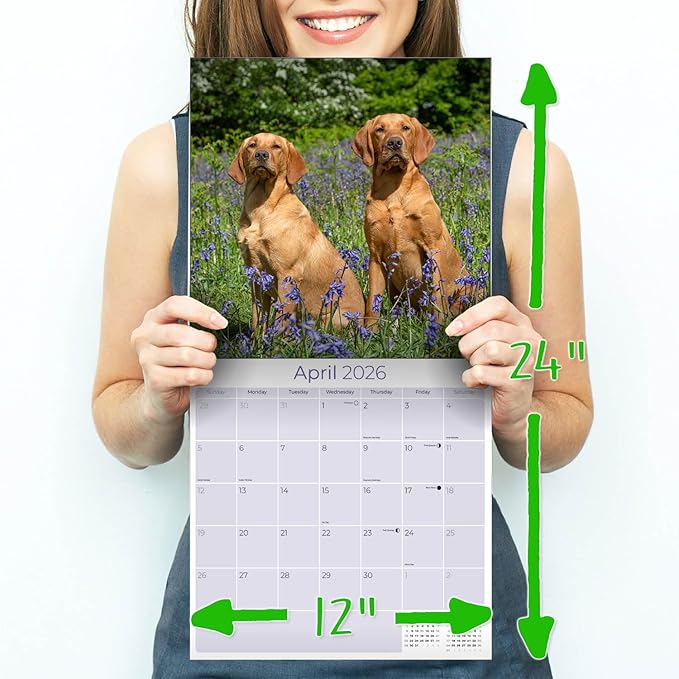 Labrador Retriever Calendar 2026 – 16-Month Dog Breed Wall Calendar by MegaCalendars – Black, Brown & Yellow Labs – Large Daily Blocks, Thick No-Bleed Paper, Made in USA