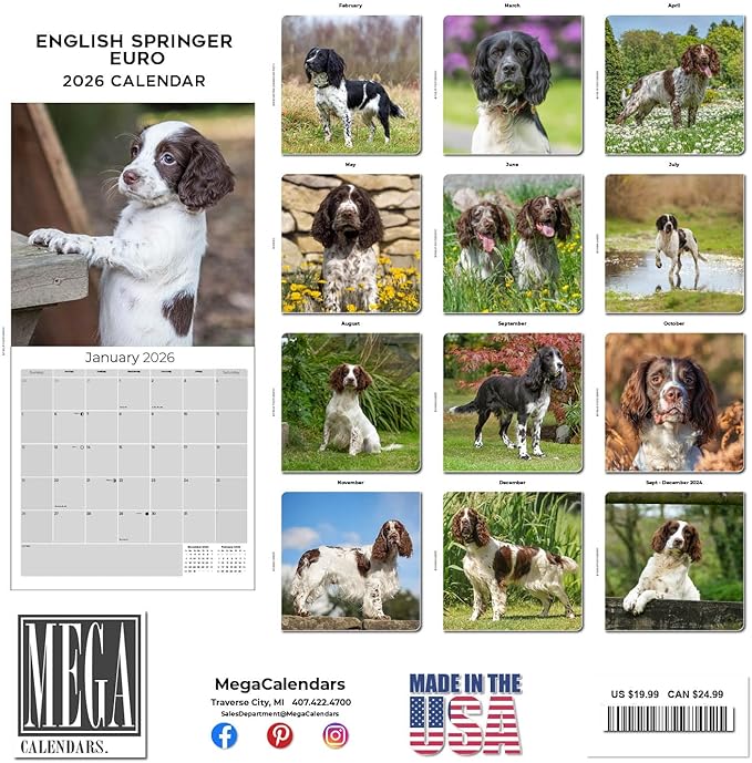 English Springer EU Calendar 2026 by MegaCalendars – Monthly Dog Breed Wall Calendar, Made in USA