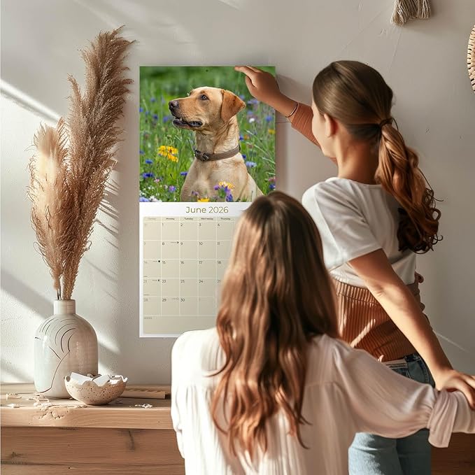 Yellow Labrador Retrievers Calendar 2026 by MegaCalendars – Monthly Dog Breed Wall Calendar, Made in USA