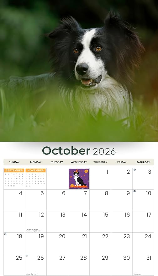 2026 Border Collies Dog Deluxe Wall Calendar | 16-Month Monthly Planner | Eco-Friendly Plastic-Free Organizer | Large 12" x 13.3" Home & Office Calendar with Holidays & Cute Border Collie Photos