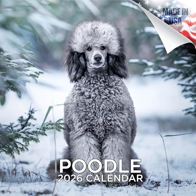 Poodle Calendar 2026 – 16-Month Dog Breed Wall Calendar by MegaCalendars – Large Daily Blocks, Thick No-Bleed Paper, Made in USA