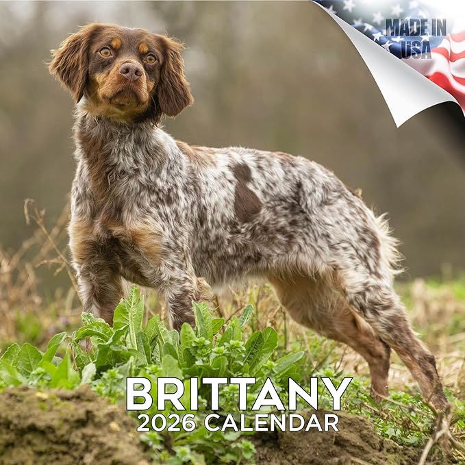 Brittany Calendar 2026 by MegaCalendars – Monthly Dog Breed Wall Calendar, Made in USA