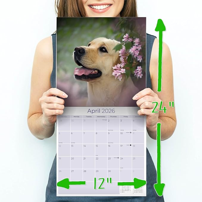 Yellow Labrador Retrievers Calendar 2026 by MegaCalendars – Monthly Dog Breed Wall Calendar, Made in USA