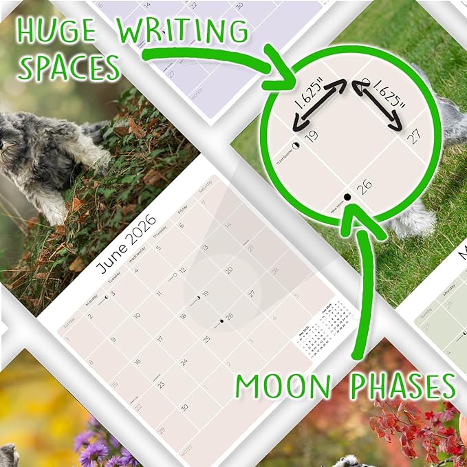 Miniature Schnauzer Calendar 2026 by MegaCalendars – Monthly Dog Breed Wall Calendar, Made in USA