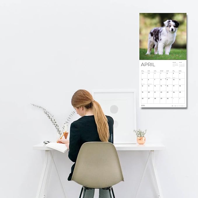 Australian Shepherd Puppy 2026 Wall Calendar | 12" x 24" Open | Dog Photography Thick & Sturdy Paper for Planning | Office Kitchen Decor or Gift | Pacific Waters Press (Australian Shepherd Puppies)